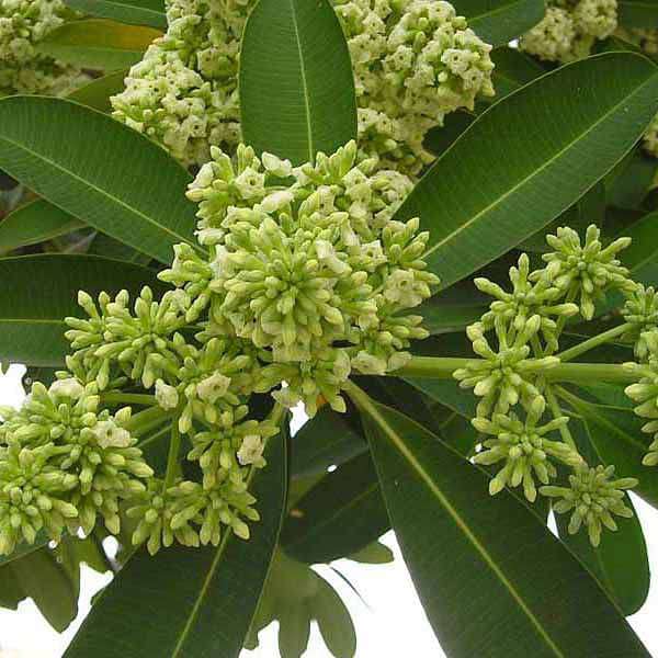 Buy Tree of West Bengal, Saptaparni Plant online from Nurserylive at