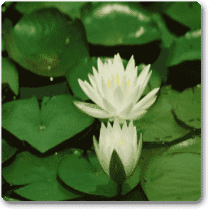 victoria lily - plant