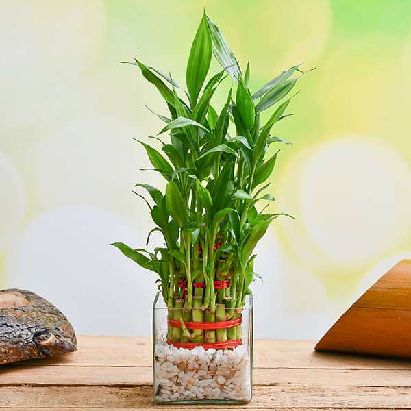 wish good fortune with 3 layer lucky bamboo in glass vase with pebbles - plant
