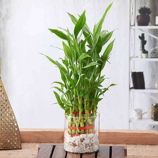 wish good luck with 3 layer lucky bamboo in a glass vase with pebbles - plant