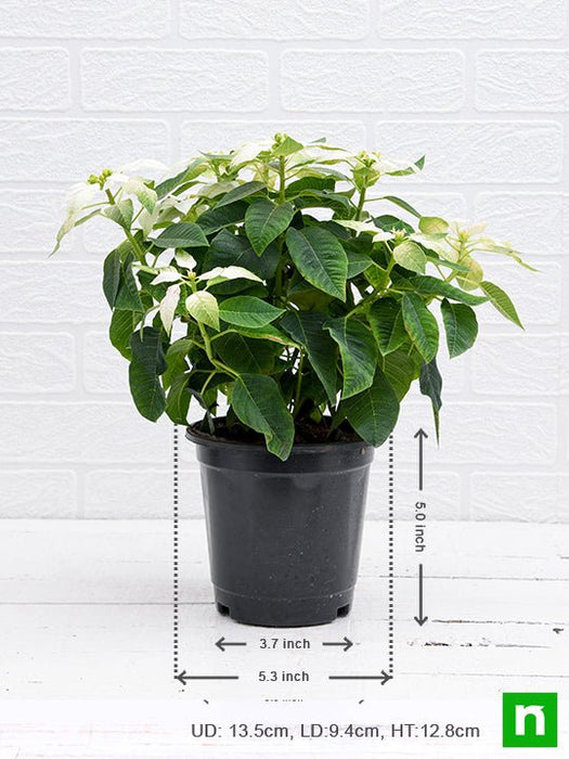 poinsettia - plant