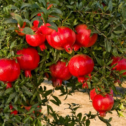 pomegranate - plant