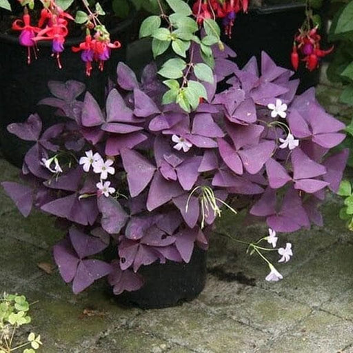 purple shamrock - plant