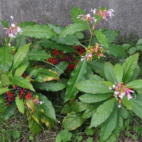 Buy Rauvolfia Serpentina Sarpgandha Plant online from