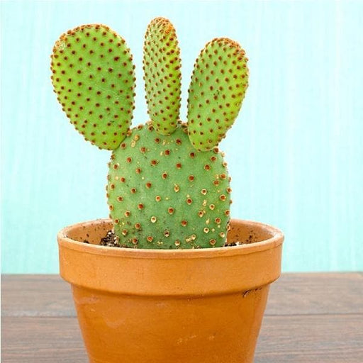 red bunny cactus - plant