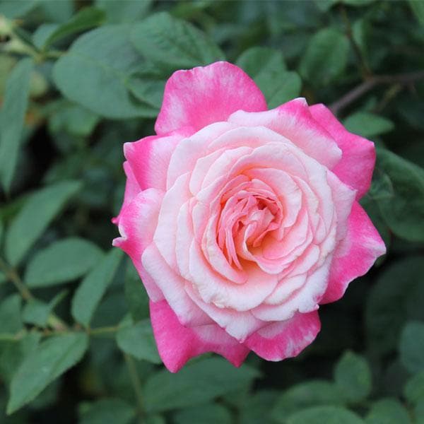 Buy Rose (Pink) - Plant online from Nurserylive at lowest price.
