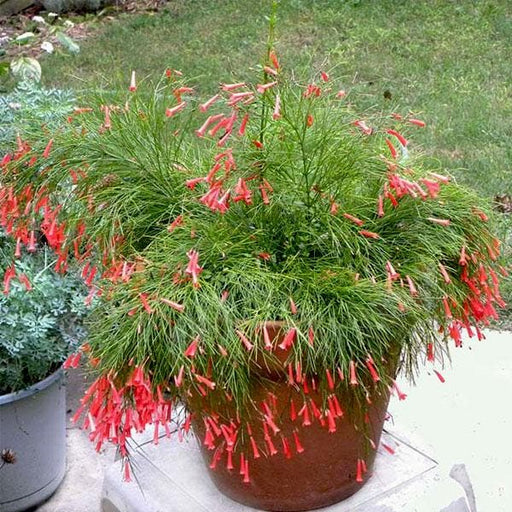 russelia (red) - plant