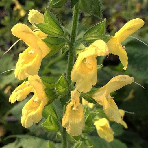 salvia splendens light yellow - plant