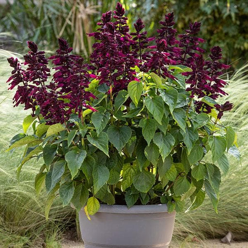 salvia splendens (purple) - plant