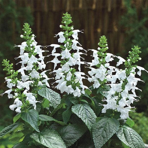 salvia splendens white - plant
