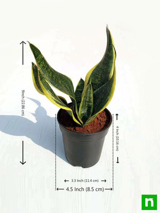 sansevieria trifasciata - plant