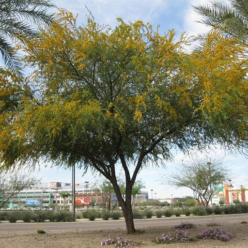 acacia farnesiana - 0.5 kg seeds