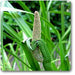 acorus calamus - 0.5 kg seeds