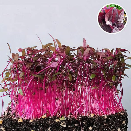 amaranthus - microgreen seeds