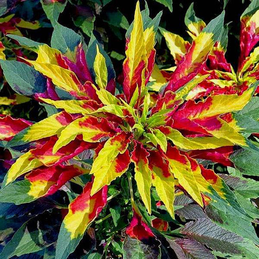 amaranthus tricolour mixed color - desi flower seeds