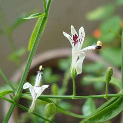 andrographis paniculata - 0.5 kg seeds