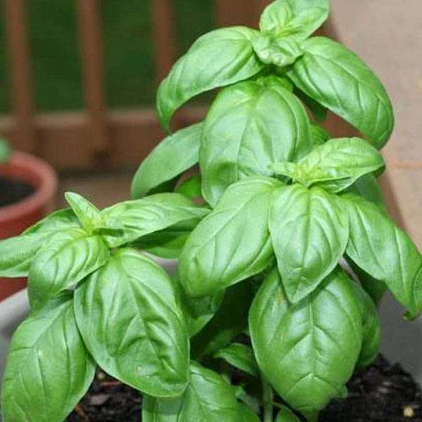 Buy Basil Genovese Green Herb Seeds online from Nurserylive at