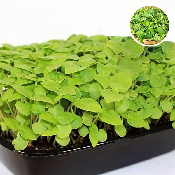 Basil Lemon Basil Microgreen Seeds