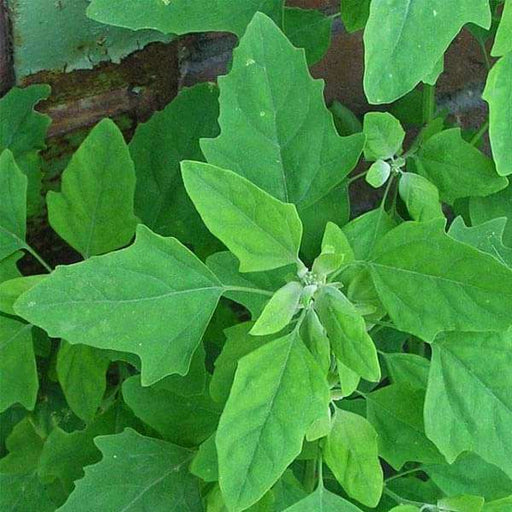 bathuya - desi vegetable seeds