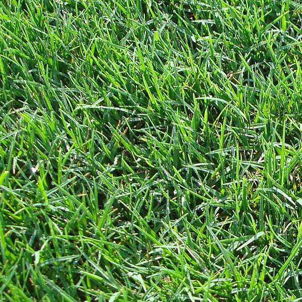 bermuda lawn grass - 250 g seeds