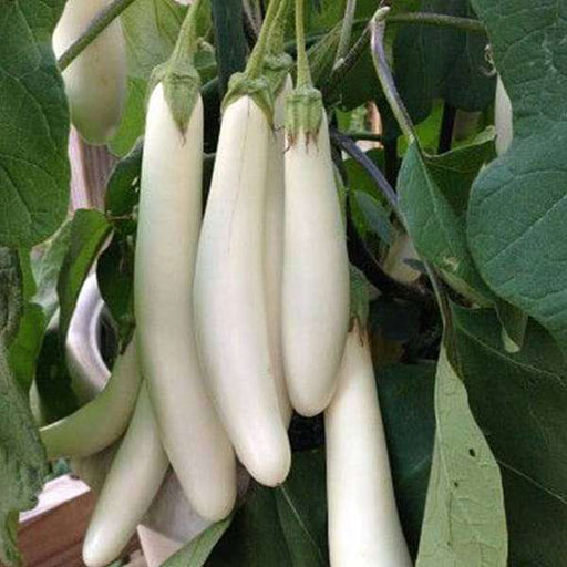 brinjal f1 white long - vegetable seeds