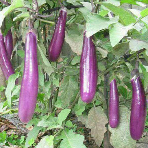 brinjal light purple long - organic vegetable seeds