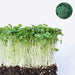 broccoli green sprouting calabrese - microgreen seeds