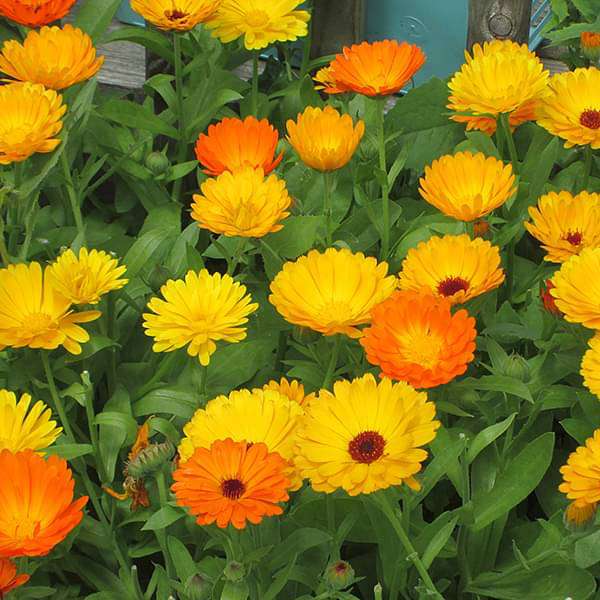 Silver Falls Seed Company - Calendula - Touch of Red