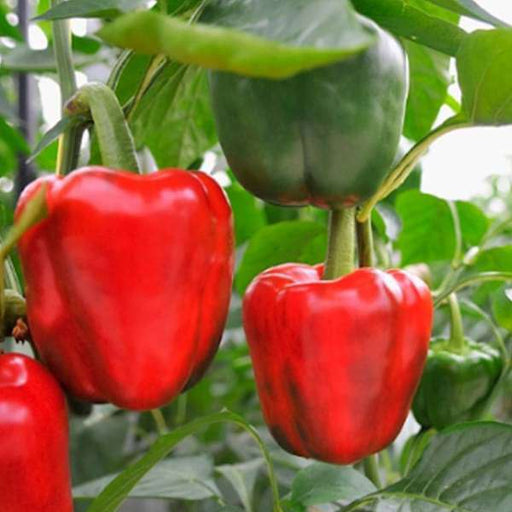 capsicum red imported - vegetable seeds
