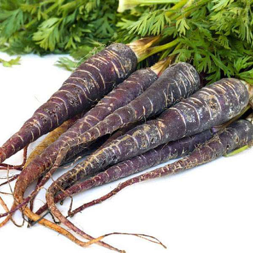 carrot black wonder - vegetable seeds