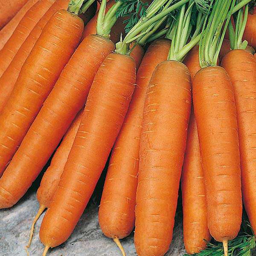 carrot nantes - organic vegetable seeds