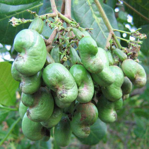 cashew - 0.5 kg seeds