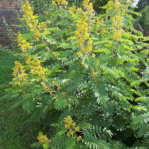 cassia angustifolia - 0.5 kg seeds