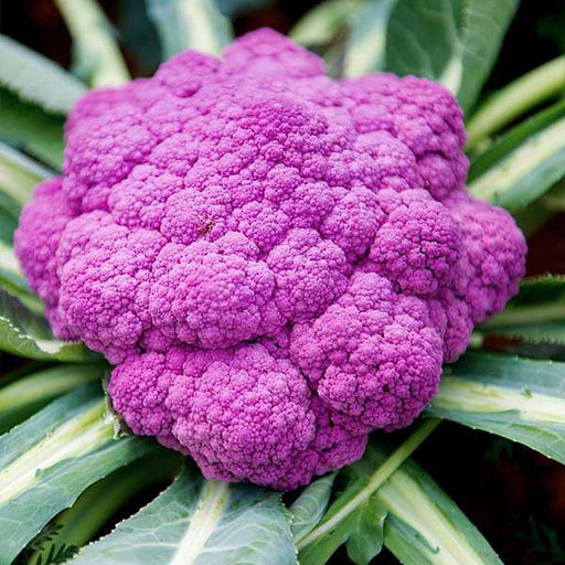 cauliflower di sicilia violetto - vegetable seeds