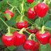 chilli f1 hybrid red pearl queen - vegetable seeds