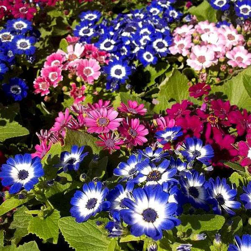 cineraria mixed color - flower seeds