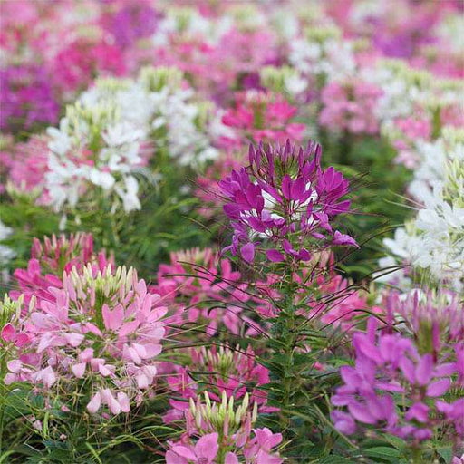 cleome spinosa mixed color - flower seeds