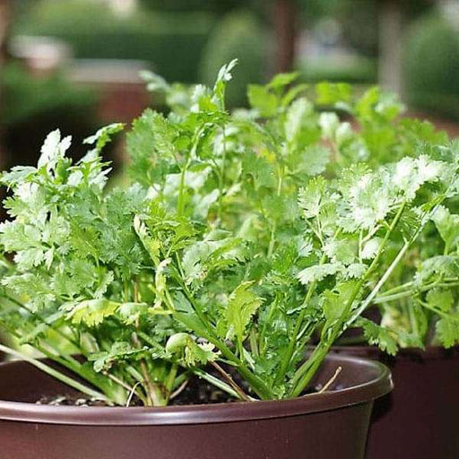 coriander green aroma - desi vegetable seeds