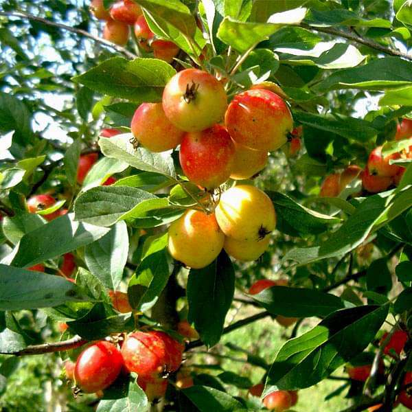 Buy Crab Apple, Pyrus Malus 0.5 kg Seeds online from Nurserylive at
