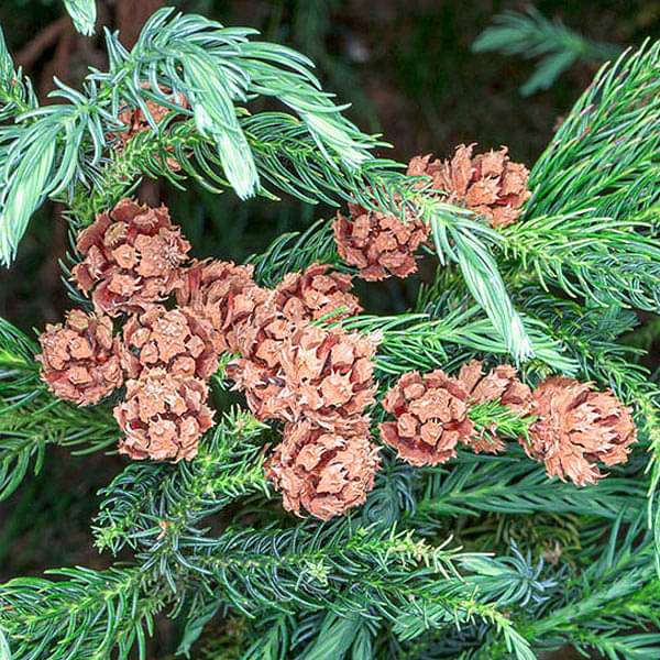 Cedar (Cryptomeria Japonica) Bonsai Seeds