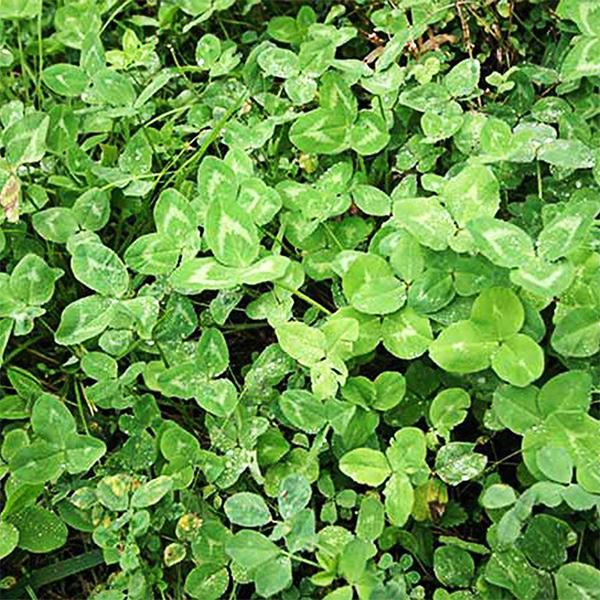 Aquarium Grass Seeds lucky Clover Aquarium Plant 