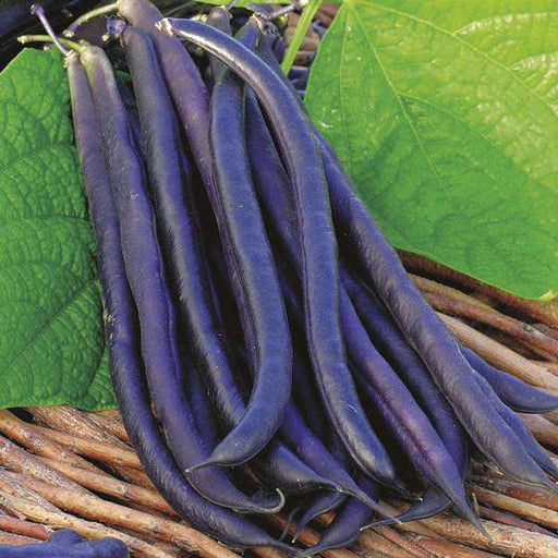 dwarf beans purple queen - vegetable seeds