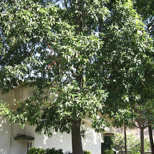 elaeocarpus ganitrus - 0.5 kg seeds
