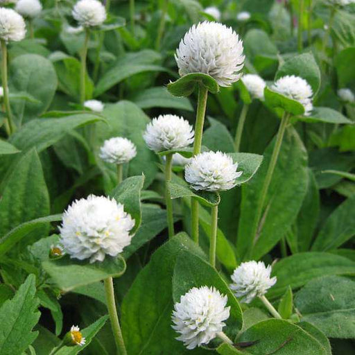 gomphrena white - desi flower seeds