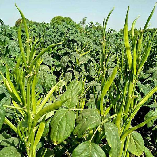 guar phali f1 hybrid - vegetable seeds