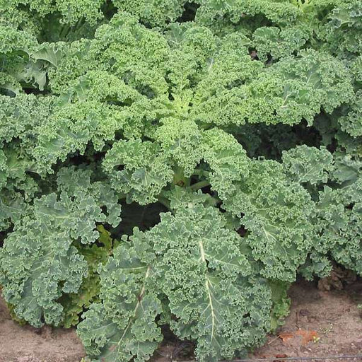 kale green edible - vegetable seeds