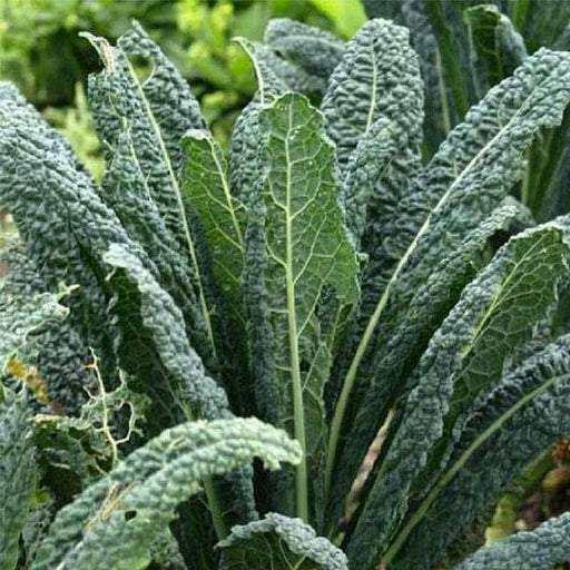 kale tuscan - vegetable seeds