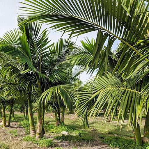 king palm - 0.5 kg seeds