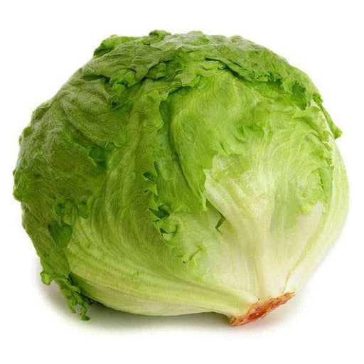 lettuce ice berg salista - vegetable seeds