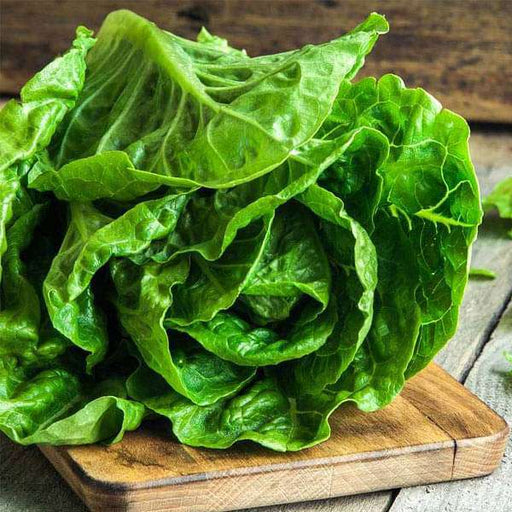 lettuce romaine imported - vegetable seeds
